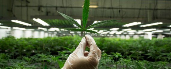 cannabisinv tweet picture