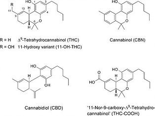 Daily_Dialectic's tweet photo. "CBDs ability to cause tumor anti-genesis of cancerous tumors as well as apoptosis, or programmed cell death, of various cancer cells."
https://t.co/5wv7UJkN2Q
#CBD #THC #CANCER #CURE #PHARMASHILL #DELTA9 #toomanyhash https://t.co/zT8UEUQfCN