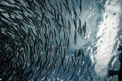 sim_supplychain's tweet photo. Nowadays, 53% of all fish consumed comes from aquaculture, making fish an important source of protein for people worldwide. We’re happy to share that SIM CEO Leontien will be speaking at the InvestAqua program 2018 in Utrecht on November 14th. Who’s joining us there? https://t.co/INWQ6vjDcr