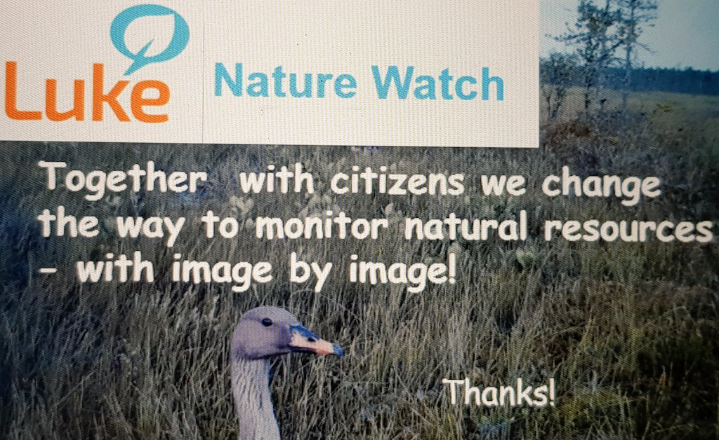LukeFinland's tweet image. Luke Nature Watch on työkalupakki, jonka avulla tutkijat ja kansalaiset voivat yhdessä tuottaa tietoa luonnonvaroistamme, kertoo @HolmalaKatja päivän viimeisessä #LukeLEADS-pitchissä! #LukePeople
