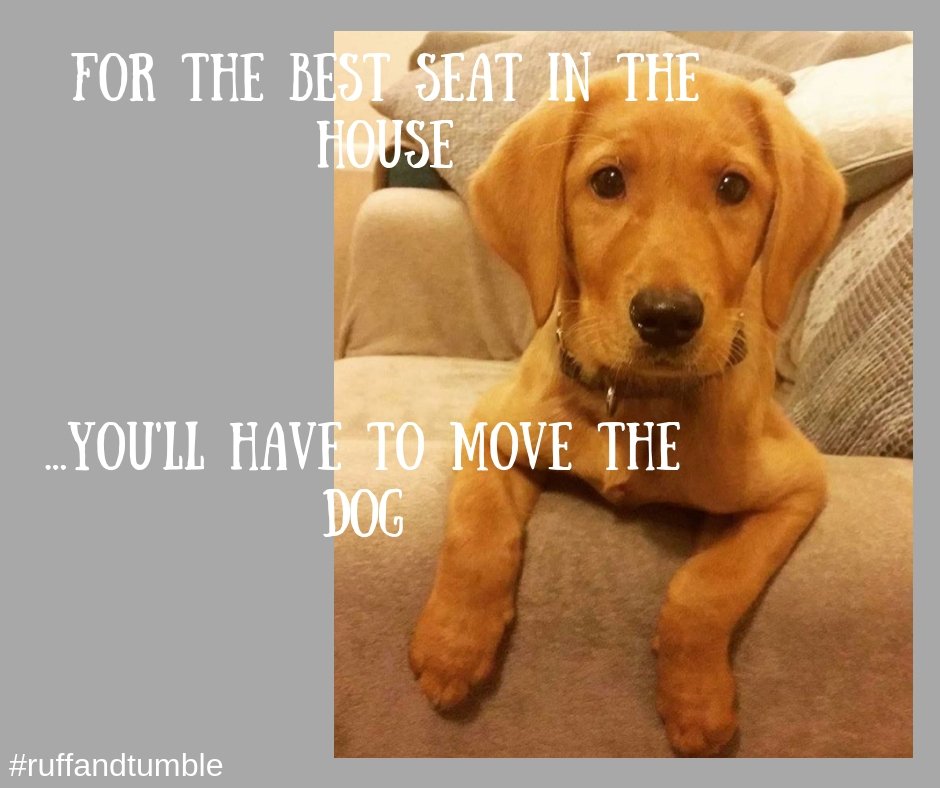 RuffTumbleCoats's tweet image. #WednesdayWisdom

'For the best seat in the house...you'll have to move the Dog' 😉🐾

#puppy #sofathrow #ruffandtumble #wetdogsolutions