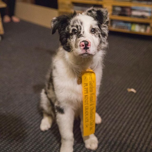Proud dad moment. Bruce just graduated from kindy .
.
#australianshepherd #aussiesofinstagram #aussiesdoingthings #dogsofadelaide #smartpuppy #prouddad ift.tt/2zRbL3W