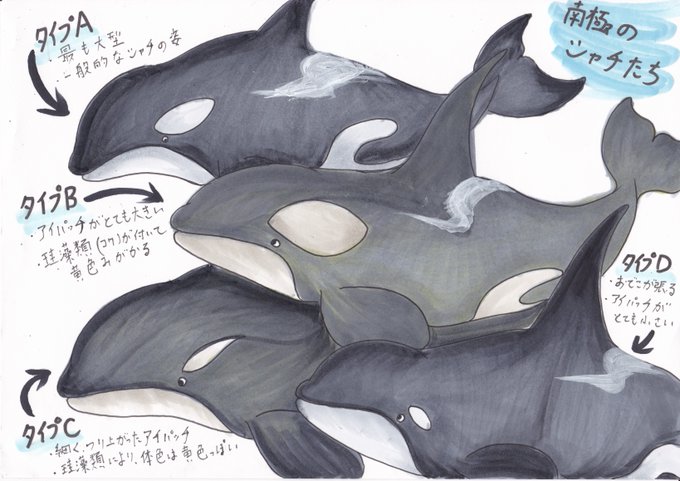 シャチのtwitterイラスト検索結果 シャチのtwitterイラスト検索結果