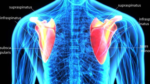 peakphysio99's tweet image. Check out our latest blog on Rotator Cuff, do you know what your Rotator Cuff is??🤔Why is it important? How do you manage a Rotator Cuff injury?Its all in the link below👇 #peakphysio #physiotherapy #rotatorcuff #injury #rehab #dublin2 #dublin4 #dublin14
buff.ly/2K5F4Eg