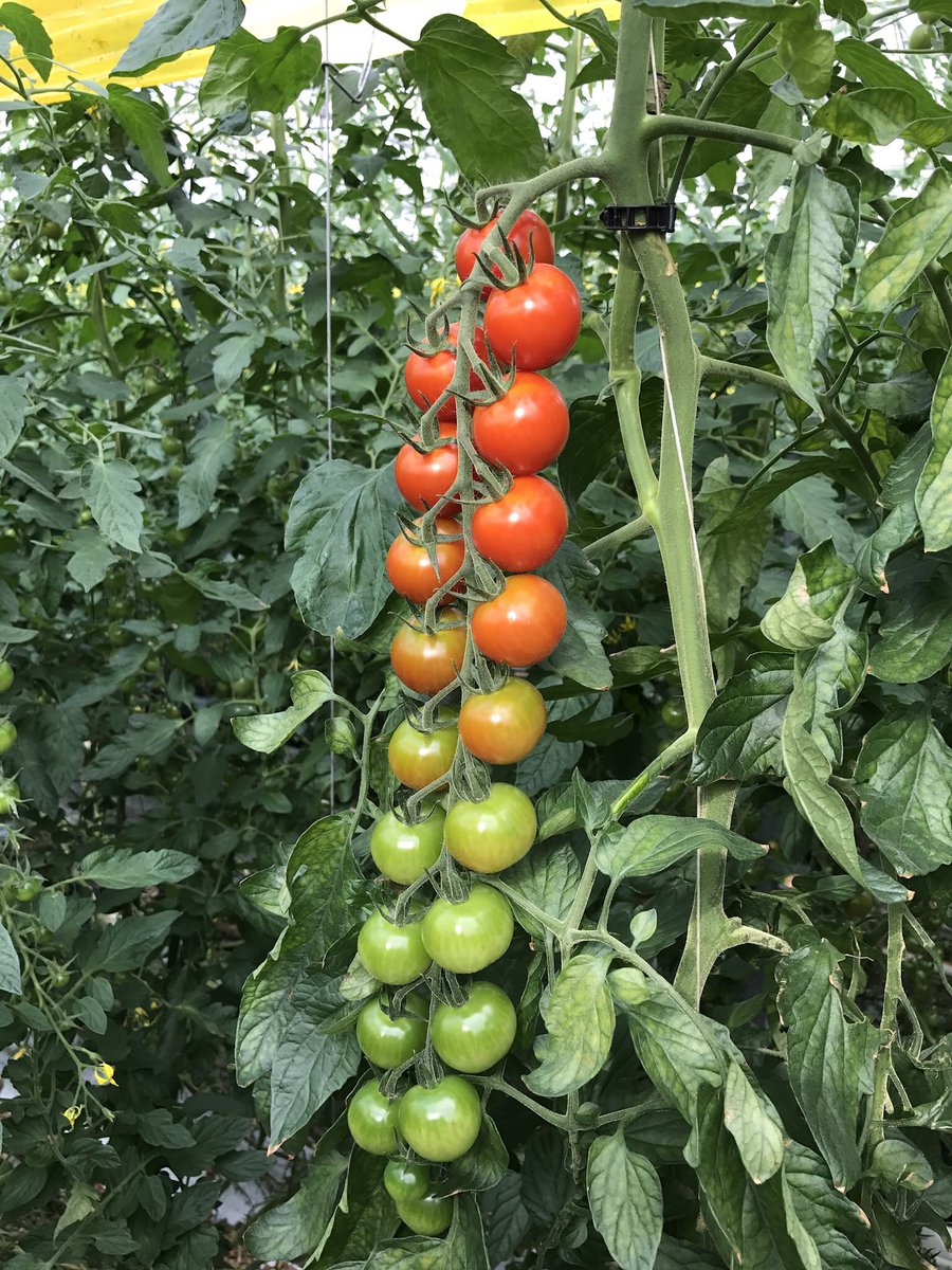 CombiVliet-Agro Care tweet media