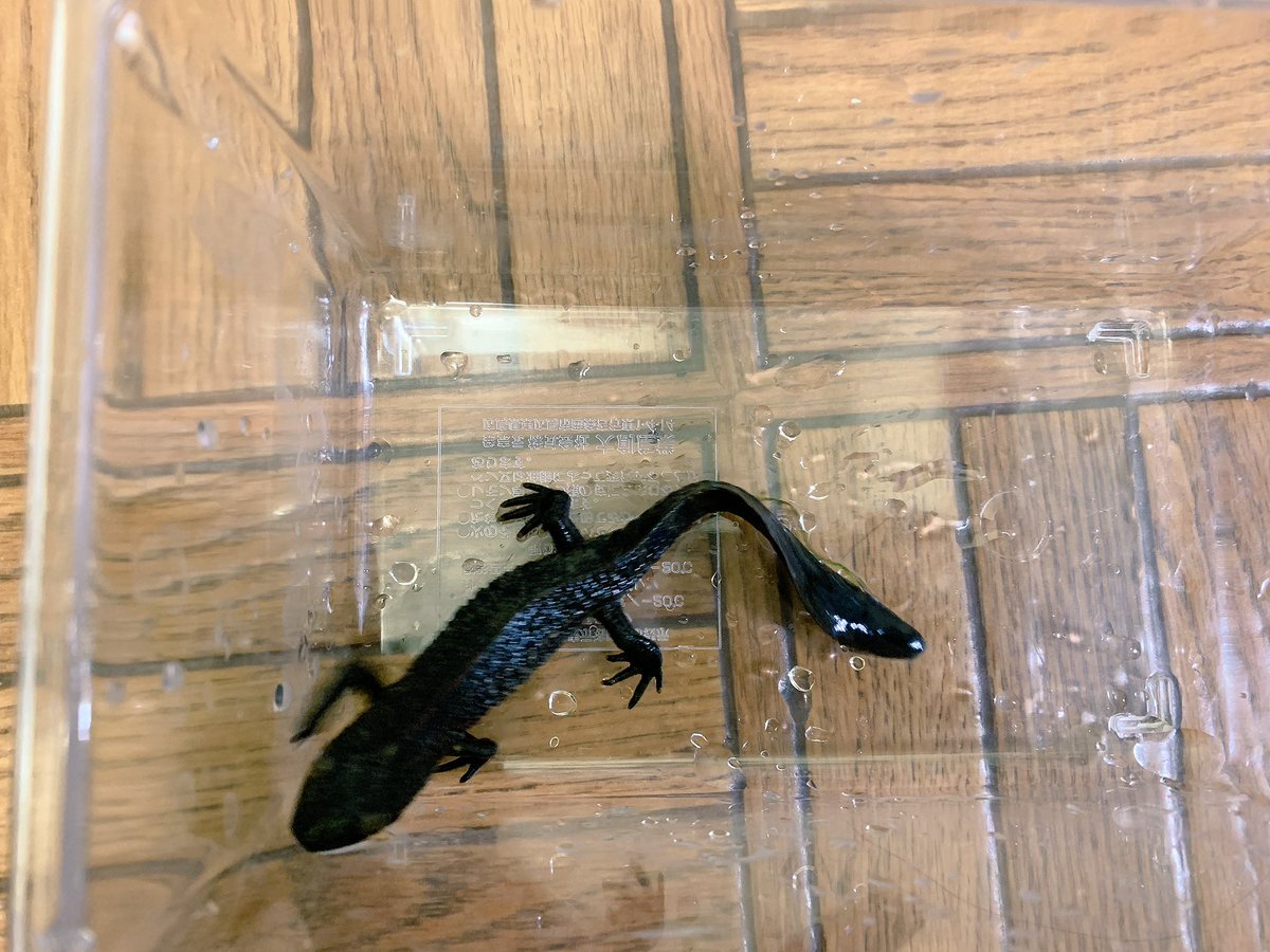 春 体格差があるので ご飯を食べてる時に間違えてシナコブがアカハラに食いついてしまったら腕とか怪我しちゃうかもしれないです W 混泳させたことがないので分からないですが サイズに大きな差があるようだったら別にした方が良いのではと思い 春 体格差があるので ご飯を食べてる時に間違えてシナコブがアカハラに食いついてしまったら腕とか怪我しちゃうかもしれないです W 混泳させたことがないので分からないですが サイズに大きな差があるようだったら別にした方が良いのではと思い