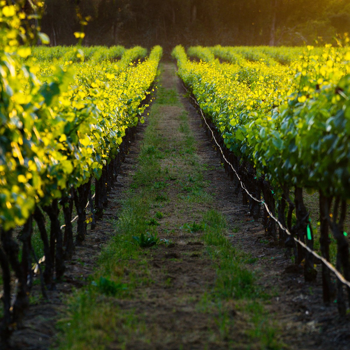 Travel the world with our Famous Vineyards from around the World tasting on November 15th @ 7:00 p.m. 🍇 You'll discover the most renowned growing grapes from countries like Italy, France, New Zealand &amp; more! Reserve your spot 👉 ow.ly/EwVL50jxBtd