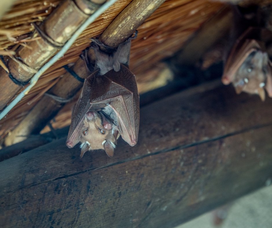 WhitmorePestCtr's tweet photo. #FridayFake! All #bats have rabies! 😱🦇

False: According to the U.S. Centers for Disease Control and Prevention, only 5 to 6 percent of bats captured for testing have rabies. That said, as with any wild animal, don't handle bats.

https://t.co/figKC4xoCn https://t.co/Dh1RCBxVyO