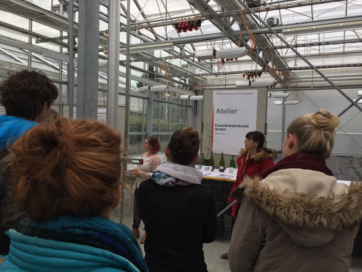 agroscope's tweet image. Sarah Perren und Anita Schöneberg von #Agroscope zeigen, weshalb Feuerbrand robuste Sorten sowohl für Mostobst als auch für Tafeläpfel wichtig sind: befallene Teile sind viel kürzer und lassen sich entfernen, ohne den Baum zu gefährden.