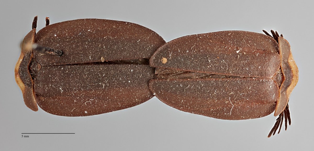 dr_firefly's tweet photo. Caught in the act on #FireflyFriday. These are the #holotype and the #allotype of Lucio maerens Olivier, 1912. The were collected in copula in #FrenchGuiana. Part of the type collection of the @NMNH @NMNH_Entomology #FireflyMagic #UFBugs https://t.co/zN6HhRrRJ5