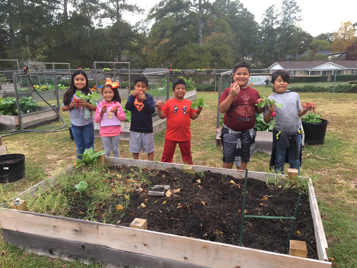 We harvested the final bumper crop of sweet potatoes that we planted in the spring! @WindsorElem #handsonlanguagelearning #experientiallearning