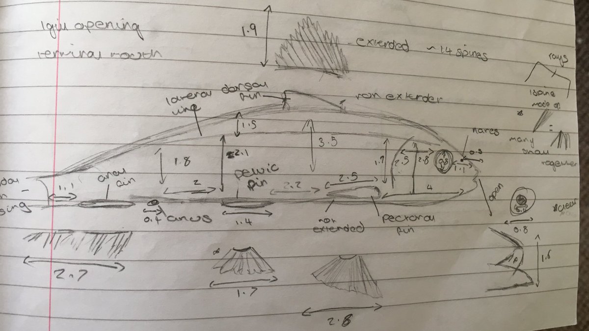 OceanicAnna's tweet image. Not very neat, but very useful! My annotated drawings of fish from our #MBIO228 practical today. #plyMBIO  #teleost 🐟📝