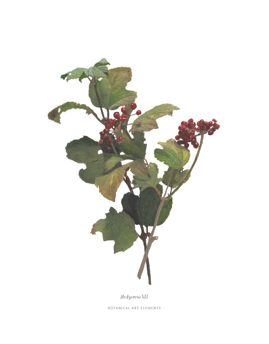 Botanical Art tweet media