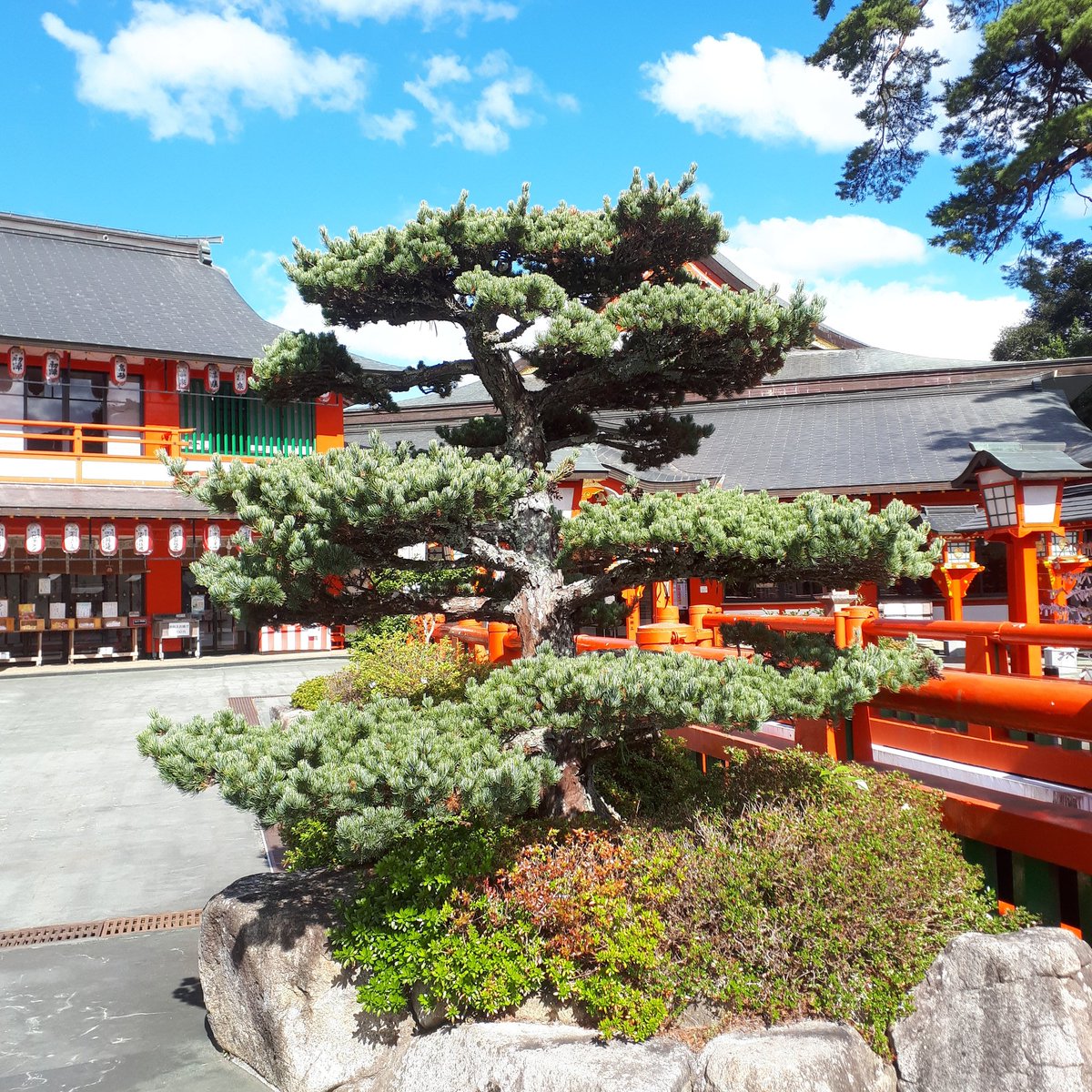beesgardens's tweet image. Beautiful trees and skies in Tsuwano, Japan. #nofilter #cloudpruning #trees #shrine #shinto #lookatthatsky #gardendesign