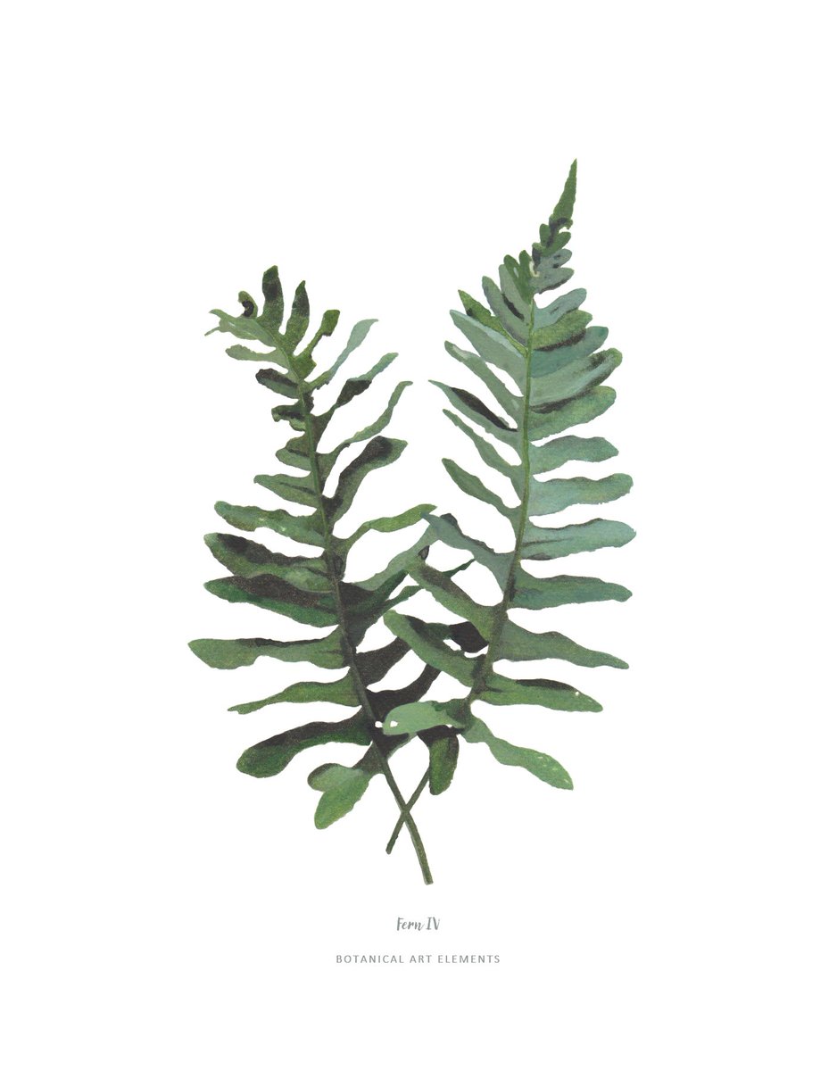Botanical Art tweet media