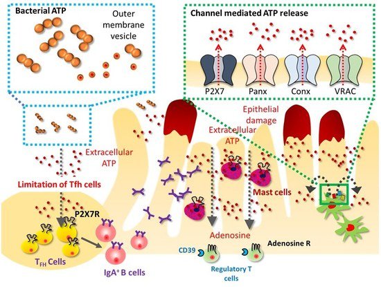 mechanisms of lymphocyte activation and immune regulation v molecular basis of