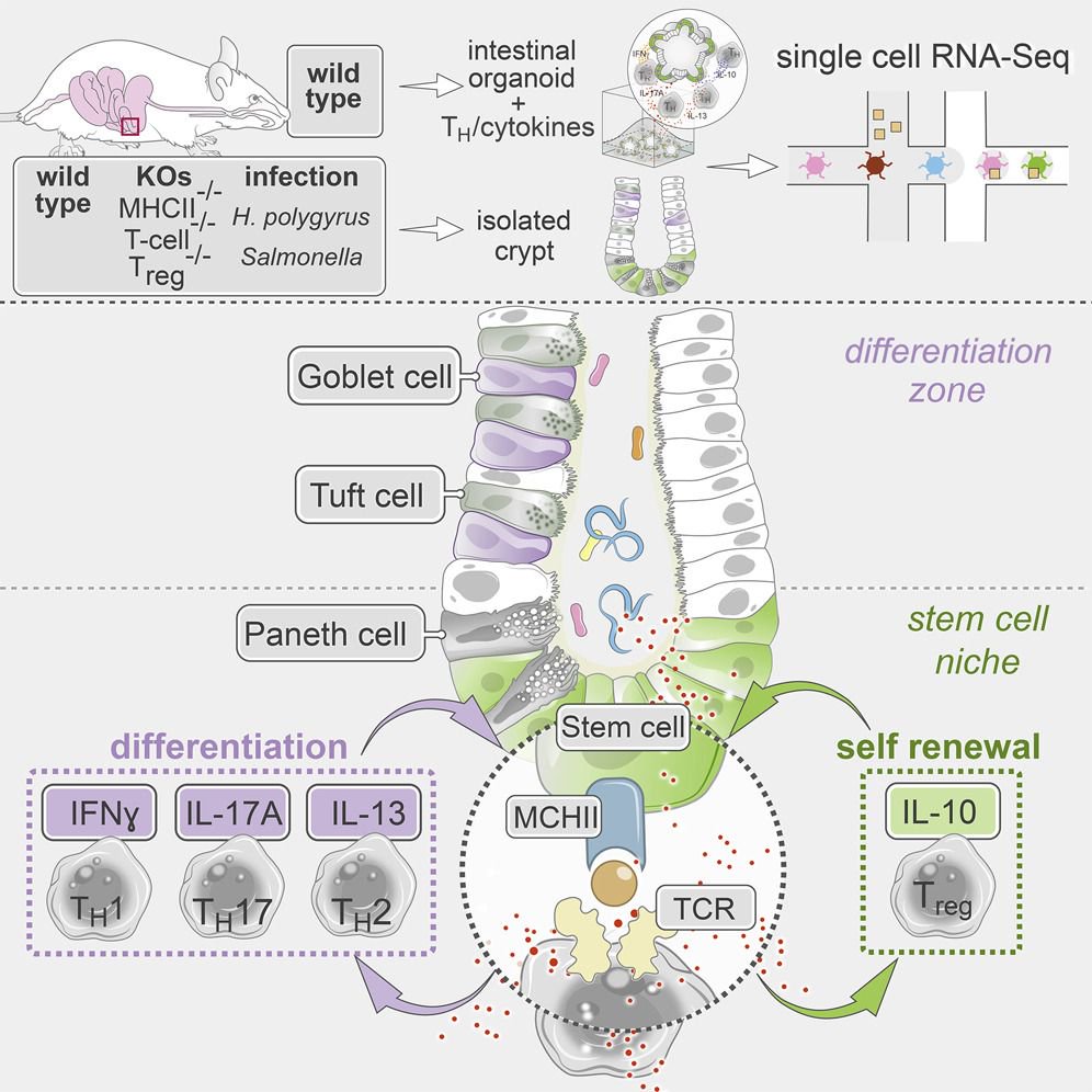 mmw_lmw's tweet photo. #Intestinal_Stem_Cells | Non conventional MHCII antigen presenting cells that use helper T cell derived cytokines to modulate cell fate | Ramnik Xavier @MGH_RI @broadinstitute @CellCellPress https://t.co/nsQ7AcRtCm https://t.co/5QxrxSx22l