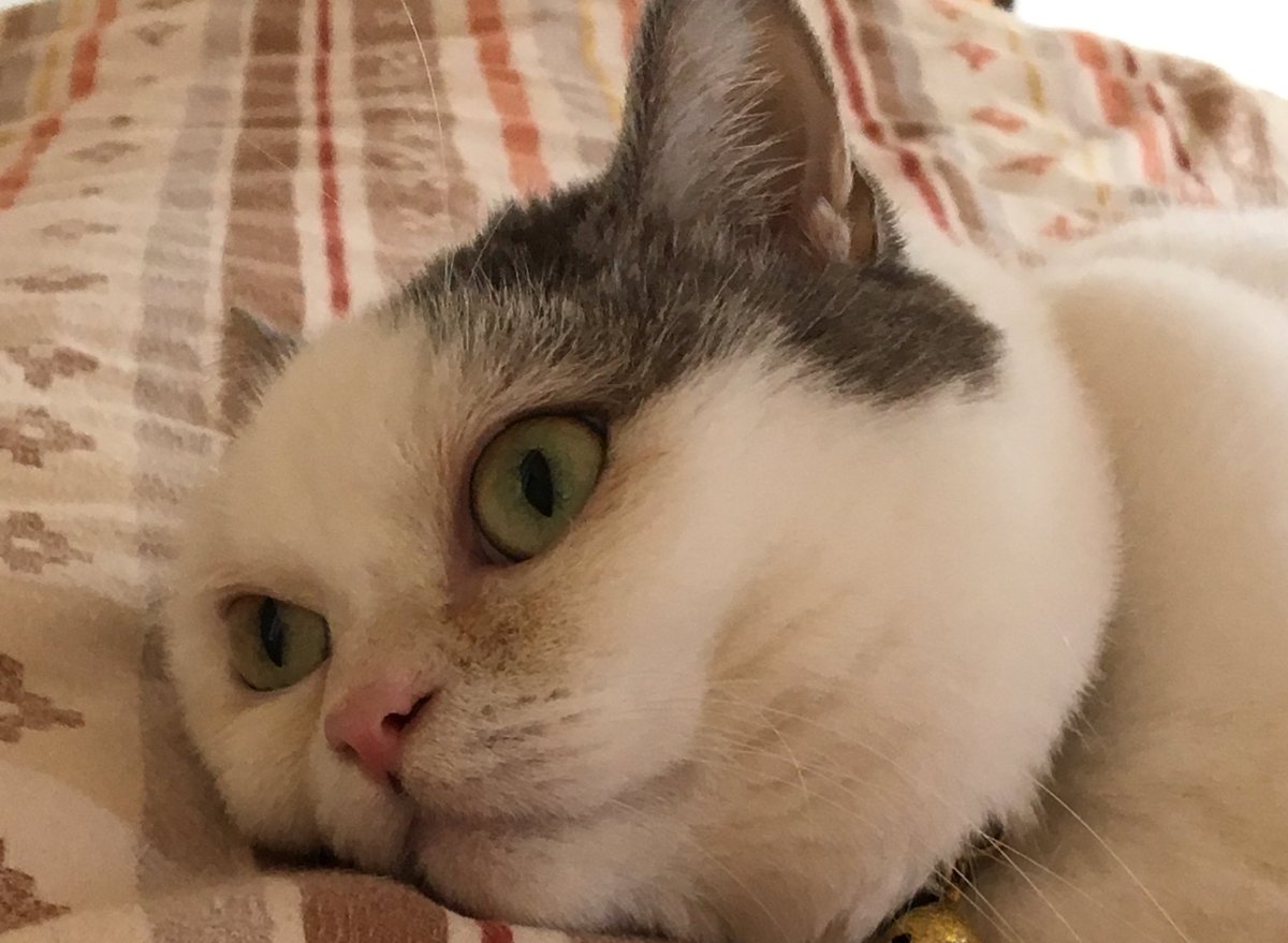 5150_hiro's tweet photo. しらけ猫 https://t.co/H5saJH368u @YouTubeより https://t.co/0awzETKRlF