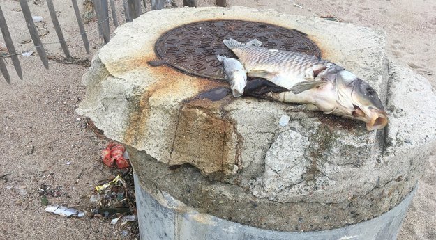 Corse_Matin's tweet photo. PHOTOS. Des poissons échoués plage du #Ricanto après le passage d'#Adrian https://t.co/l2o3T7zzv1 https://t.co/e3mVglQn2h