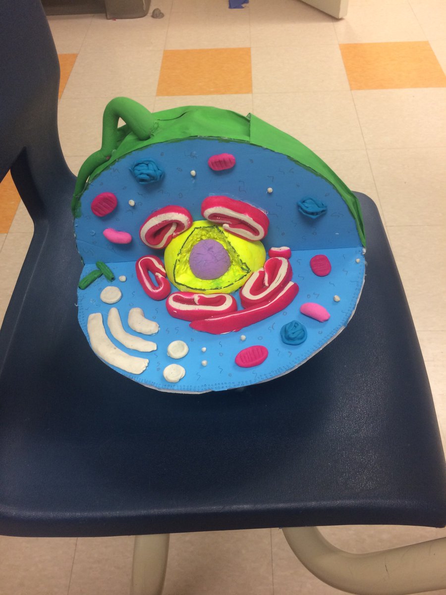 Engagecatholic's tweet photo. Cool science models built to explain the different organelles and their functions. #notextbook @SGambarotto @StJosephOCSB https://t.co/D0FdJ1mbaI