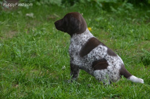 Puppies_dotcom's tweet photo. This little guy is taking a minute to reflect on the week! #GermanShorthairedPointer #FurryFriday #AddALittleWiggle https://t.co/kELD04BL5U