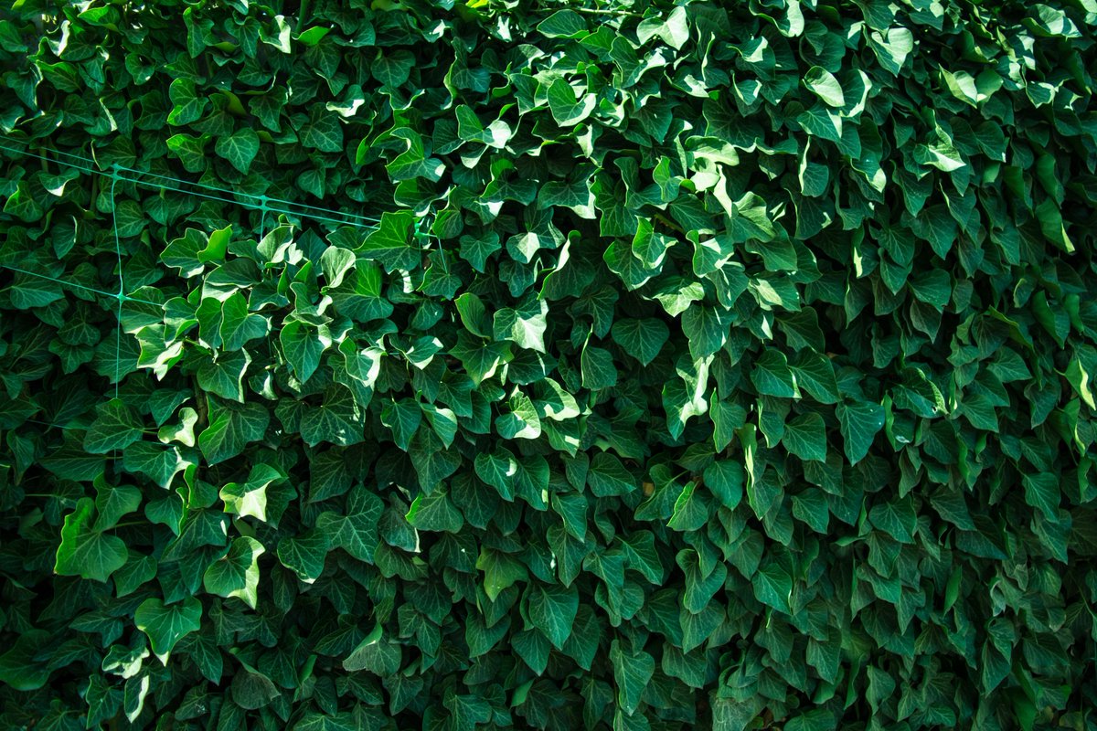 RoundupUK's tweet photo. Are you on the lookout for the heart-shaped leaves of bindweed in the garden? If you do spot it, follow our guide on how to treat it and prevent it from spreading: https://t.co/viNMUpkaEh https://t.co/daS9s1EWJz