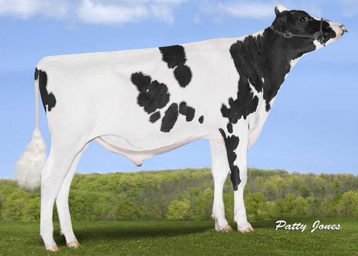 RIVAL, the all-round specialist!
Every farmer in the world selects the best bulls for... Read more: bit.ly/2PyoTVq