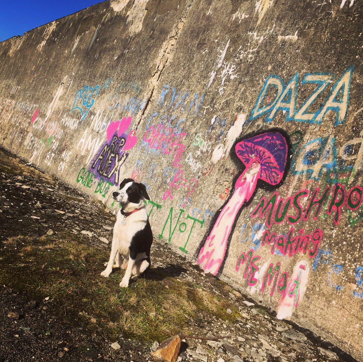 badgerthat's tweet photo. A lovely, but steep walk in the Moorfoot Hills this morning, from the doorstep - very happy hounds & humans! #TweedValley #windlestraw #priesthope #kirnielaw https://t.co/W9AWda60zg