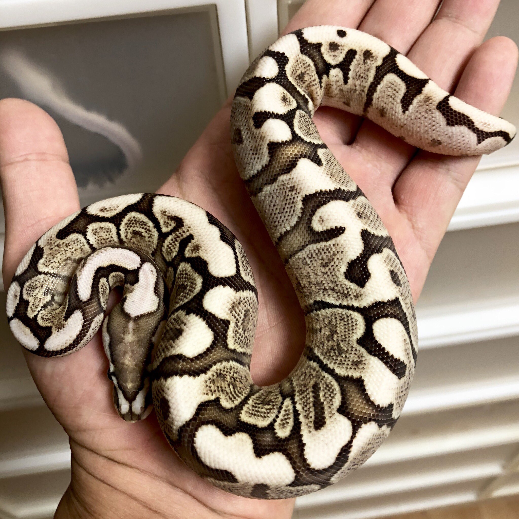 PICHARDピシャールのなわとび一本鞭 【ソリッドブラック×パステルパープル】 PICHARDピシャールのなわとび一本鞭 【ソリッドブラック