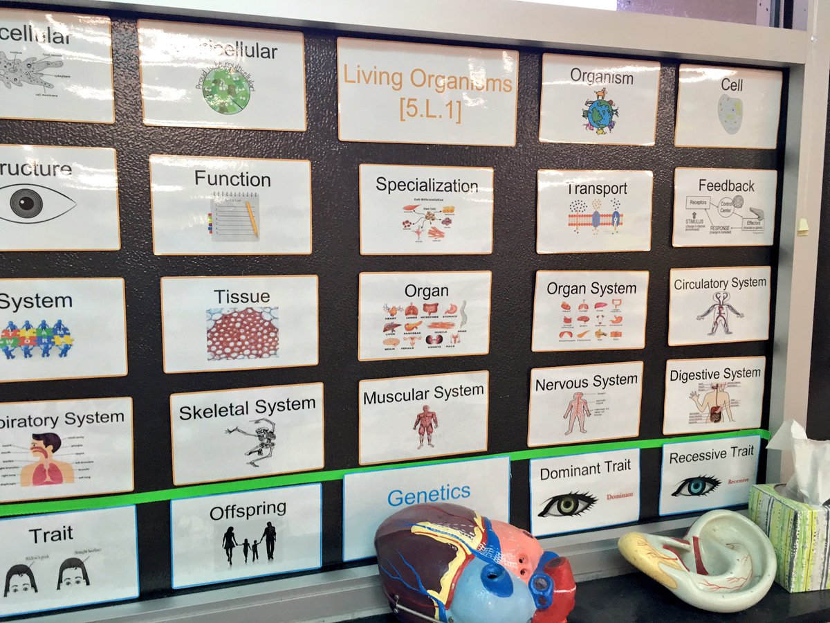 Scienceguyfritz's tweet photo. Love visiting classes and getting great ideas!  Fantastic 5th grade word wall in Mr. Ford’s room @grwhitfield_pcs. Students demonstrating mastery of their ecosystem vocabulary proves its effectiveness! https://t.co/T4TevG6bTf