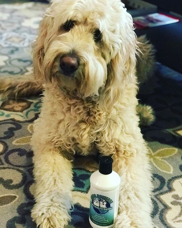 We love seeing pictures of your pets with our Odor Universe products!! Please keep sending them our way! #odor #odoruniverse #dogsofinstagram #dogstagram #savingyoufromasmellyworld #pets #petshampoo #puppiesofinstagram ift.tt/2zl6scE
