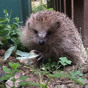 gartenprojekt72's tweet photo. "Wenn man einen #Igel am Tag trifft, hat er immer ein Problem!" Die Antwort von #Igelexpertin Frau Thomas aus #Wuppertal auf diese und 15 weitere Fragen findet ihr hier >>https://t.co/SHGDXCuXQ9 14/16 #naturschutz #hedgehog #igelcontent #video #hedgi 10/16 https://t.co/5cazLmwigU