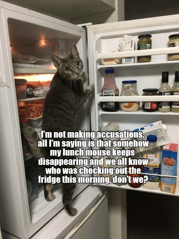 FURIDAY FUZZBALL FUNNIES twitchytwilightreloaded.wordpress.com/2018/11/02/fur…