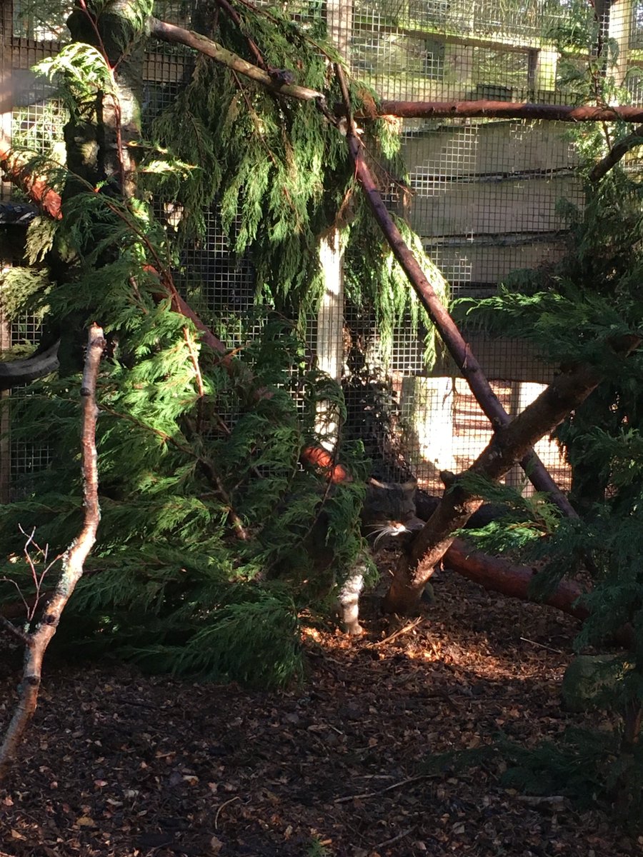TeacupTweed's tweet photo. Finished our trip to Scotland with a visit to @HighlandWPark yesterday. Didn't spot the polar bear cub but saw big polar bears and tiger, even a grumpy cat. https://t.co/T4UknVP9Ua