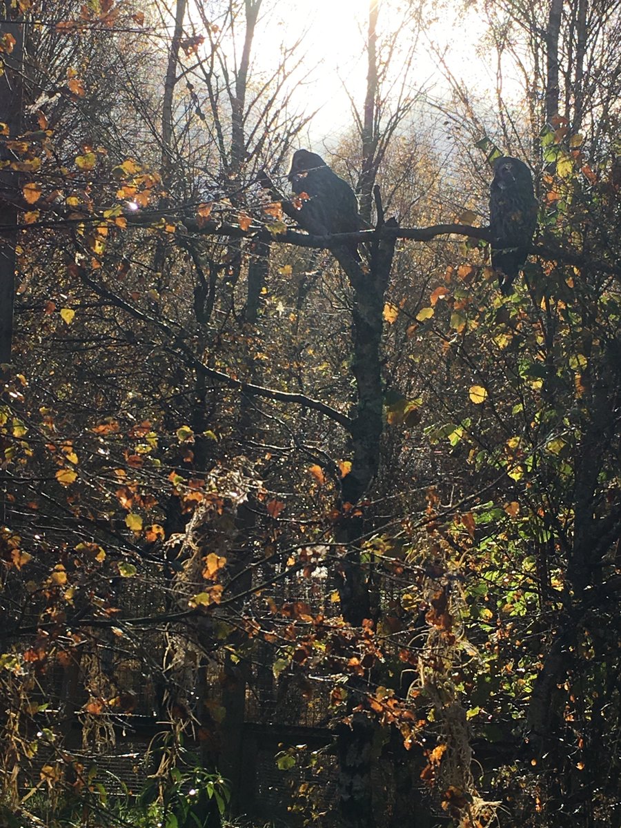 TeacupTweed's tweet photo. Finished our trip to Scotland with a visit to @HighlandWPark yesterday. Didn't spot the polar bear cub but saw big polar bears and tiger, even a grumpy cat. https://t.co/T4UknVP9Ua