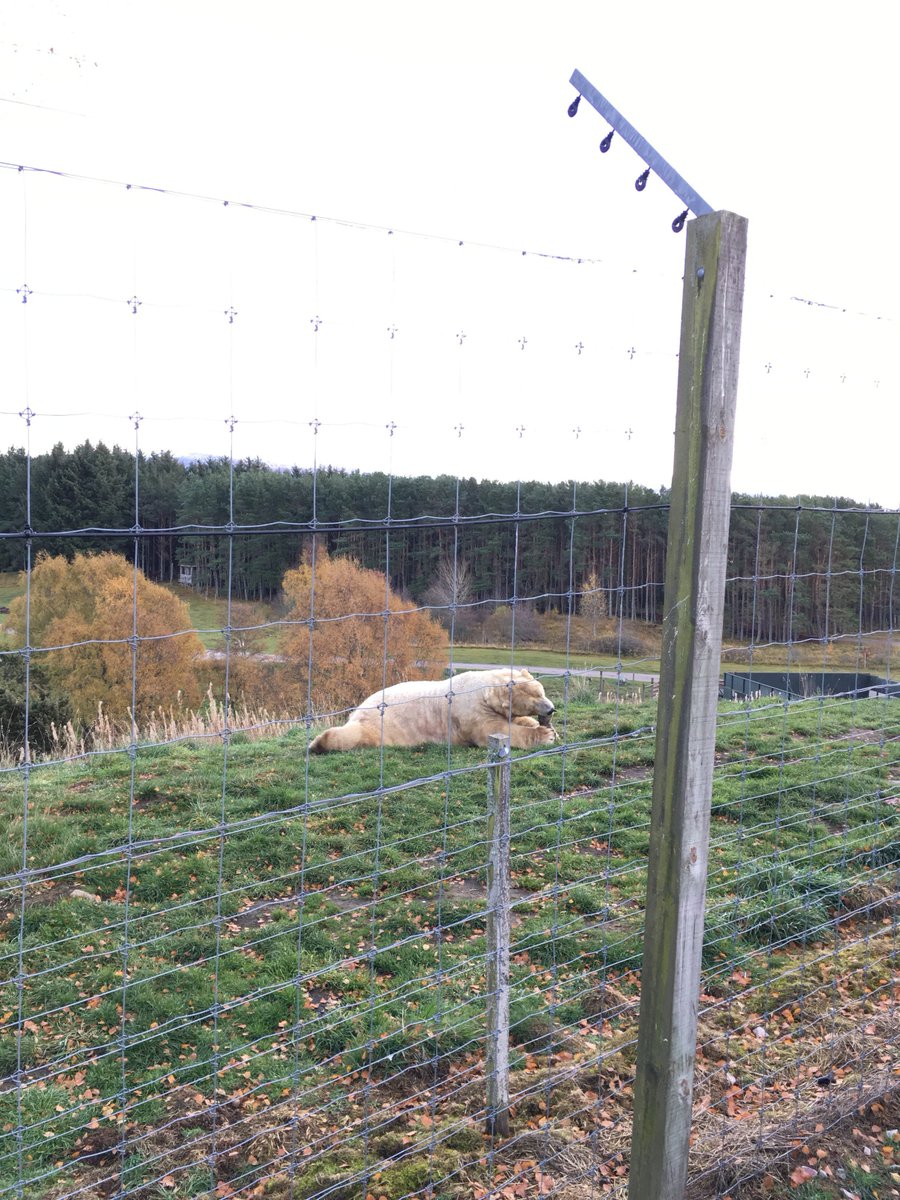 TeacupTweed's tweet photo. Finished our trip to Scotland with a visit to @HighlandWPark yesterday. Didn't spot the polar bear cub but saw big polar bears and tiger, even a grumpy cat. https://t.co/T4UknVP9Ua