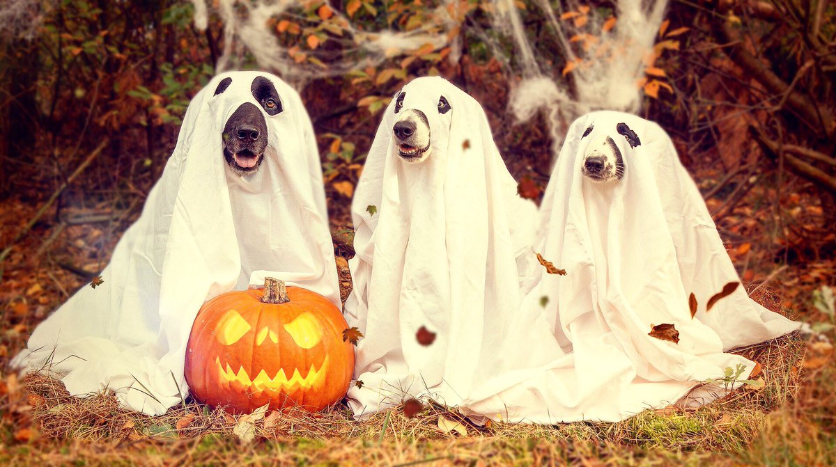 Our puppies celebrate #Halloween with us🎃🐶 
Do you know you can keep them happy and healthy with #CBD?

Read all the benefits on our website:
Giborganics.com

#pets #cbdforpets #dayofthedead #cbdoil #CBDcandy #puppies #dogsoftwitter #doggy