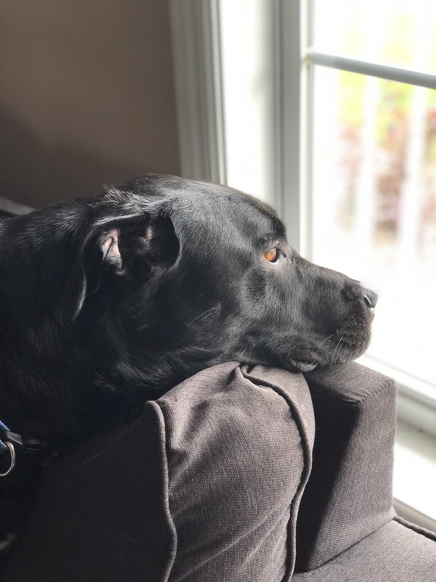 GirlOnAHippo's tweet image. When you haven’t barked at anyone in the neighborhood for ten minutes #FirstWorldDogProblems