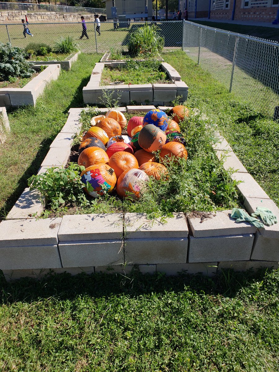 MrsRoberts3GT's tweet photo. Composting Pumpkins! @gtprincipal186 https://t.co/fUBtdqT827