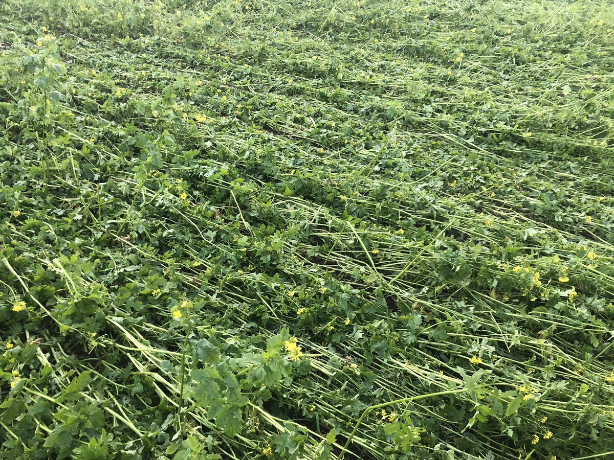 Clive Bailye tweet media