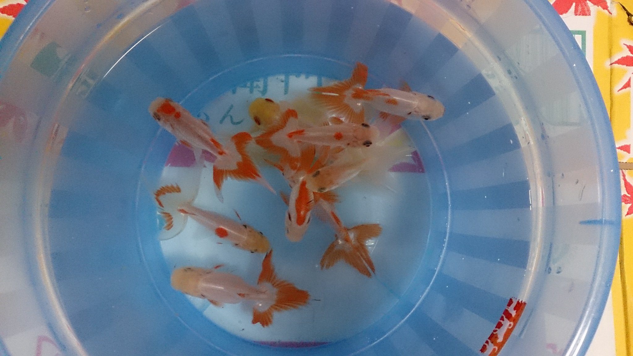 しゅん茶 プロ金魚好きヤー Seishunkingyo Twitter