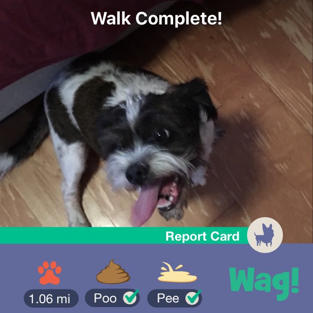 Autumn_R_S's tweet photo. Just finished a dog walk on Wag! Use my link https://t.co/uM670m0AXI for $25 of FREE Wag credit! https://t.co/2WR0BQ3YCc