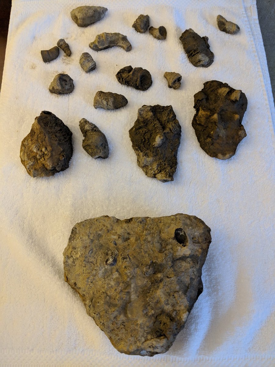 MurphyHMS's tweet photo. Went on a fossil dig today near Rochester, NY for #STANYS18 conference. Got soaked all the way through but it was so much fun! https://t.co/jwOjLCxBbY