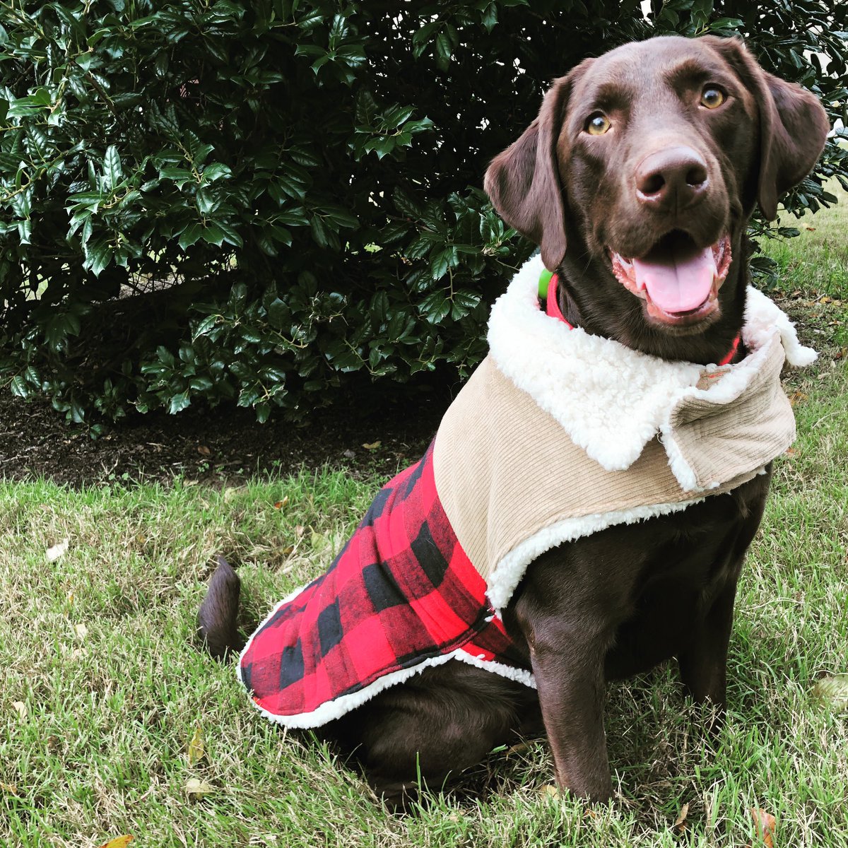 brookestr's tweet photo. Break out the flannel, y’all. It’s fall 🍁🐾 https://t.co/N057ijfhoc