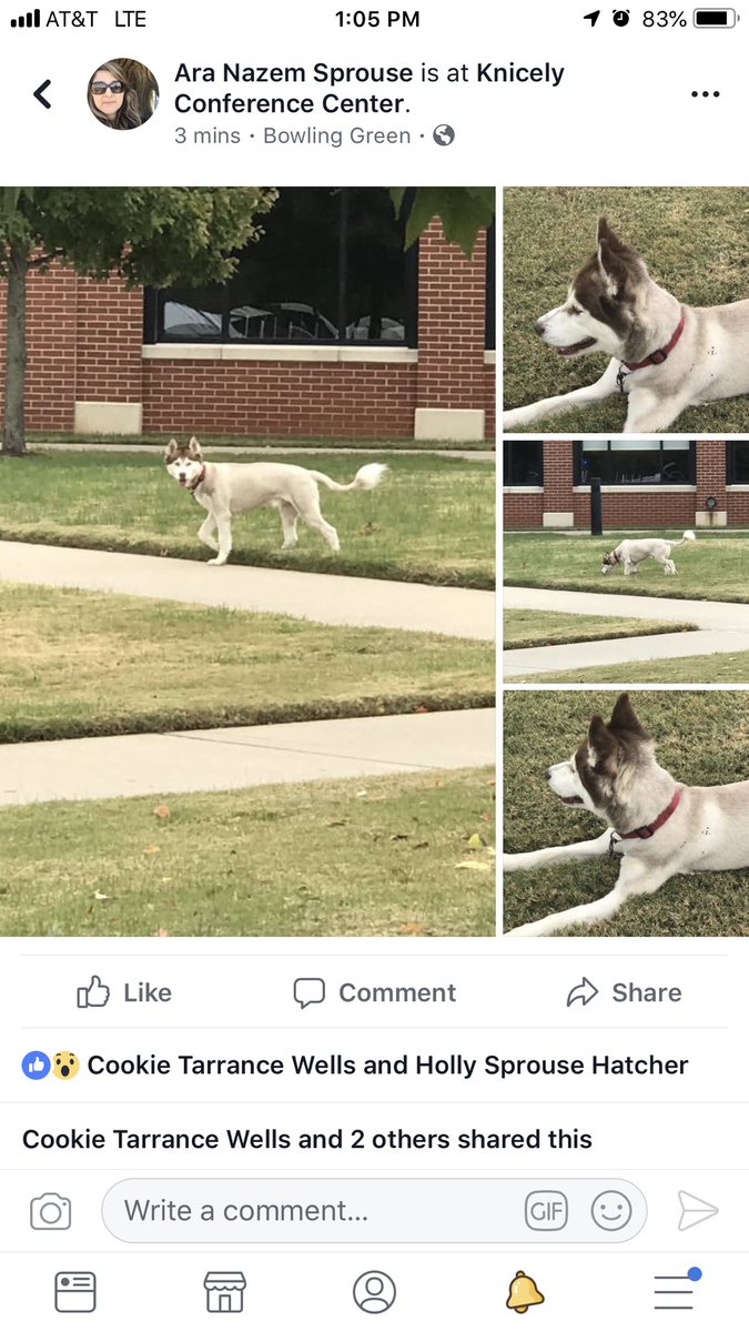 Ararus13's tweet photo. Lost fur baby looks like he broke loose. ⁦@joeimel⁩ ⁦@BGKYlostfound⁩ https://t.co/AfWQpgPoXM