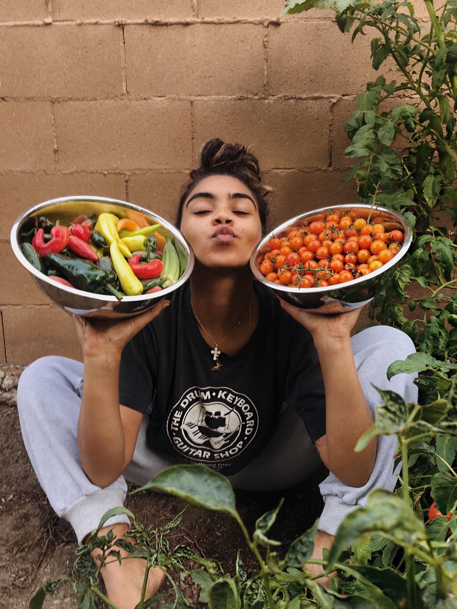 taylorgiavasis's tweet image. Thankful for our garden 🌶❤️🍅