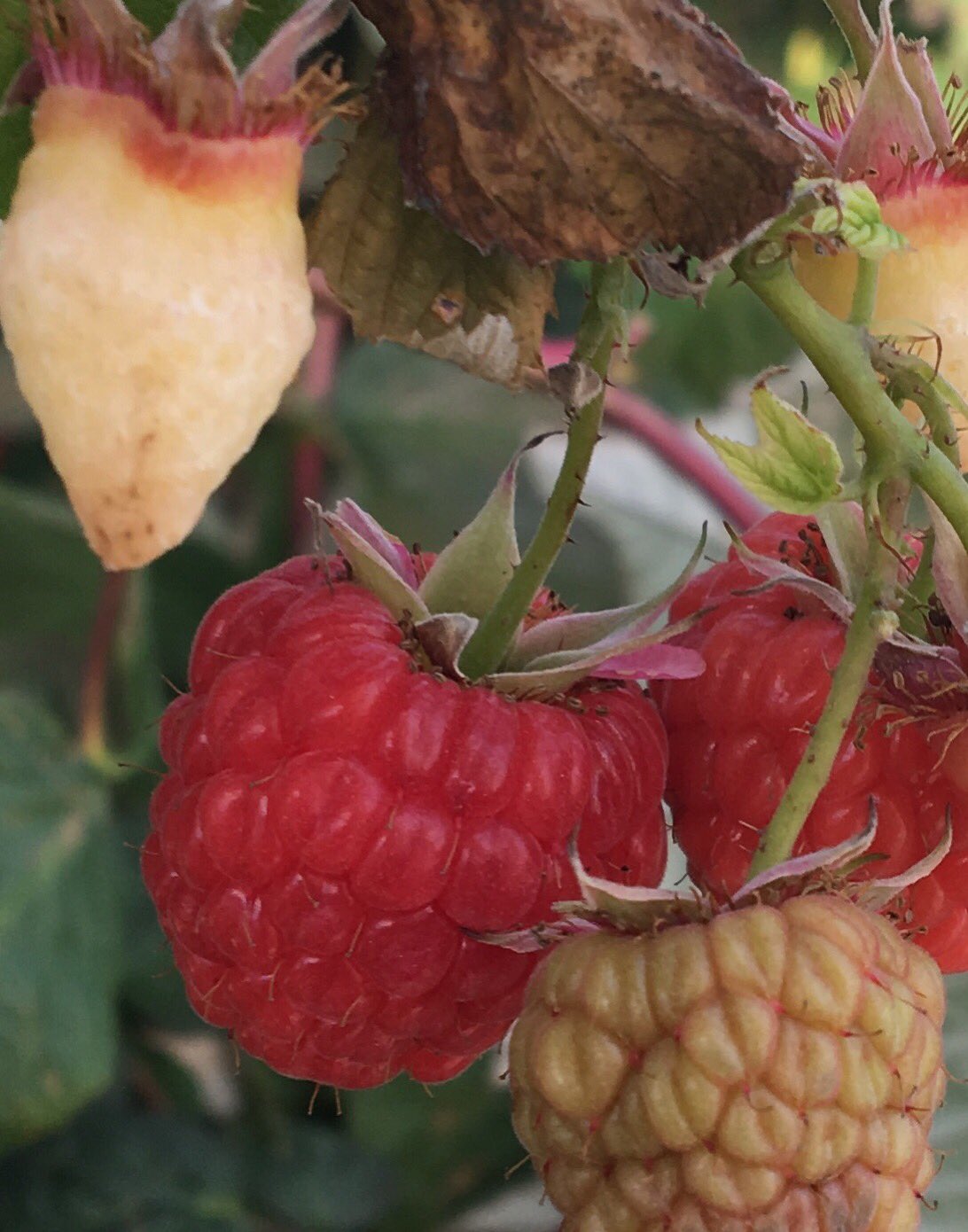 Barn Farm Drinks On Twitter Last Pick Of Raspberries Today At