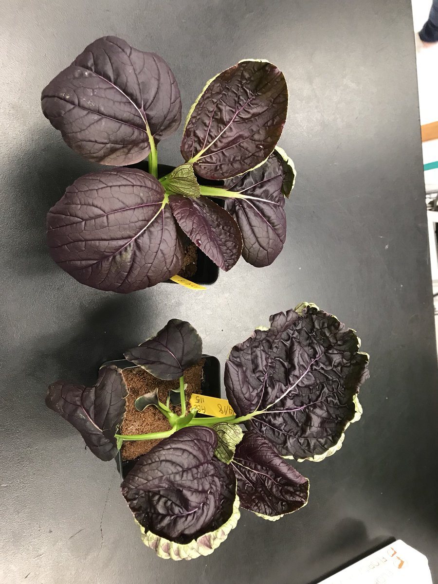 MrsHeatherTully's tweet photo. The mystery continues.... Our second pac choi has joined in on the curling. @GrowBeyondEarth @DonEstridgeHTMS https://t.co/0N90bGiGC4