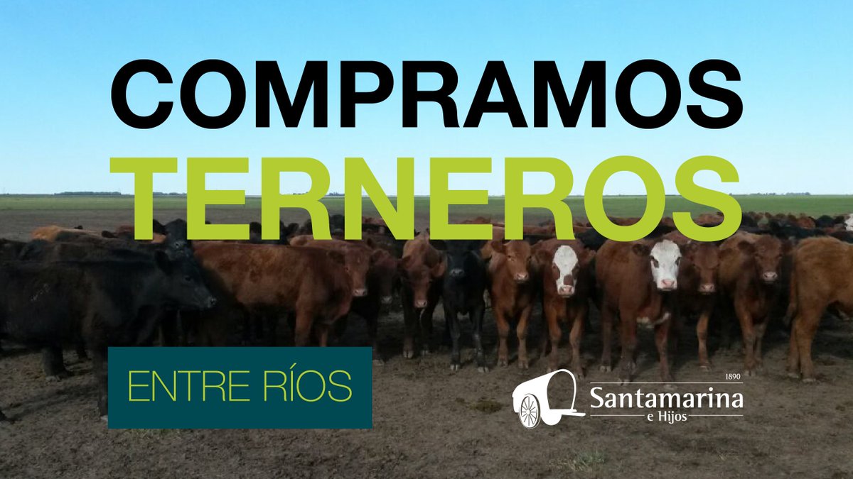 Santamehijos's tweet image. Atención Entre Ríos❗️#Compramos:
✅ 300 terneros (M), de razas británicas, de hasta 170 kg 
✅ En Zona Norte de Entre Ríos
✅ Enviar fotos y videos de lotes por privado
// santamarina.com.ar