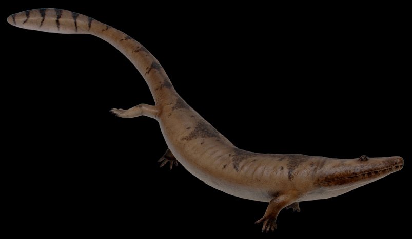 Extinct Animals 🦣🦤 on X: "Greererpeton is a primitive amphibian from the  early Carboniferous of North America. Adults reached a body length of 1.5  metres & lived in the water, hunting fish. (